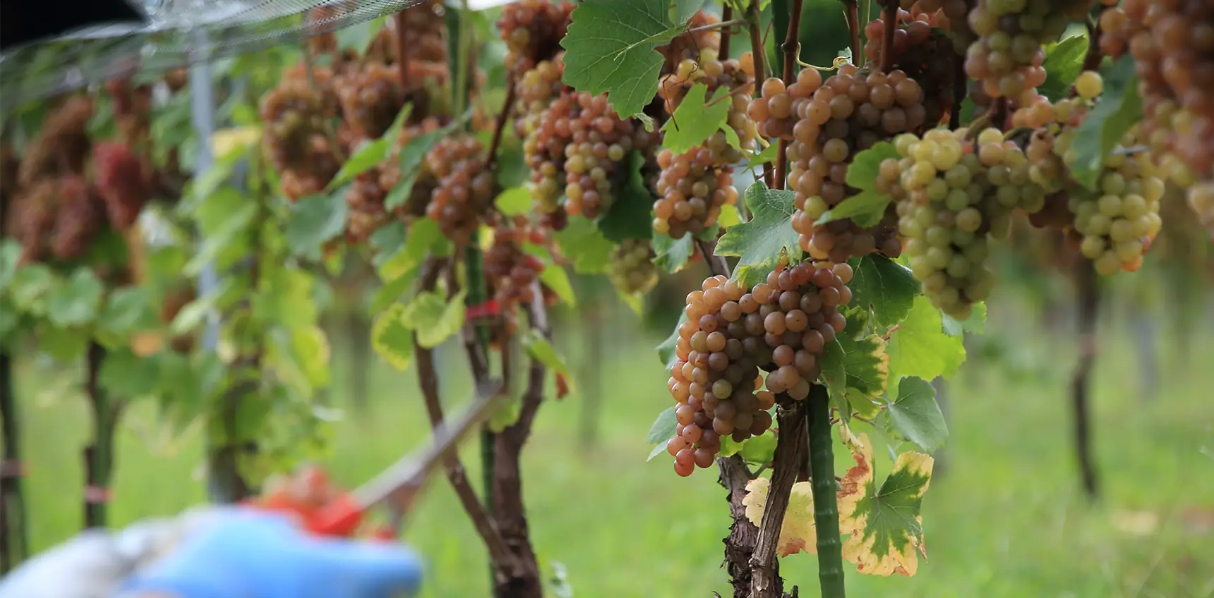 Vinyard&Winery