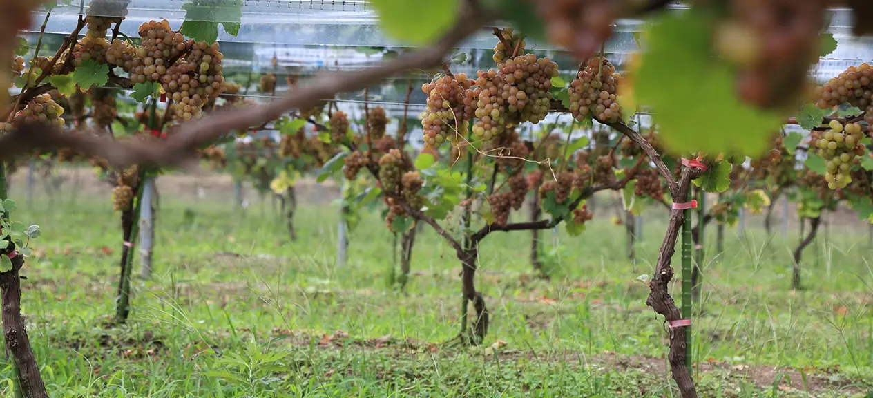 Winery